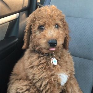 Meet your Posher, Shaun